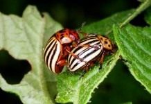 Колорадский жук