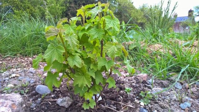 Молодой куст смородины Молодой куст смородины