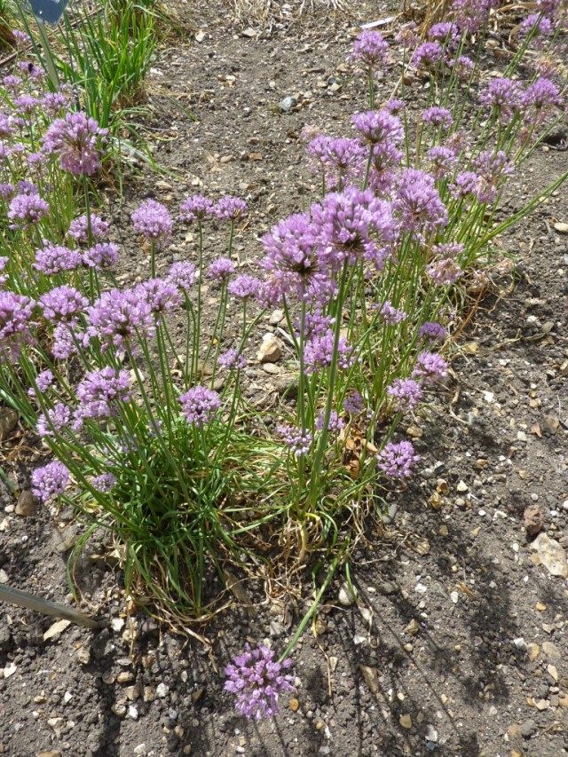 Лук угловатый, или Мышиный чеснок (Allium angulosum) Лук угловатый, или Мышиный чеснок (Allium angulosum)