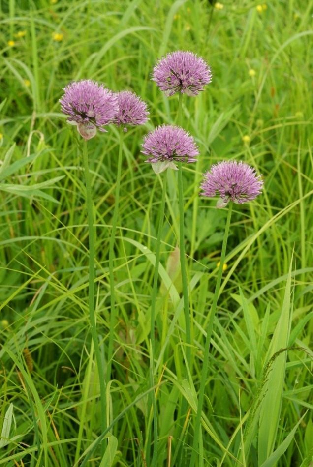 Лук Максимовича (Allium maximowiczii) Лук Максимовича (Allium maximowiczii)