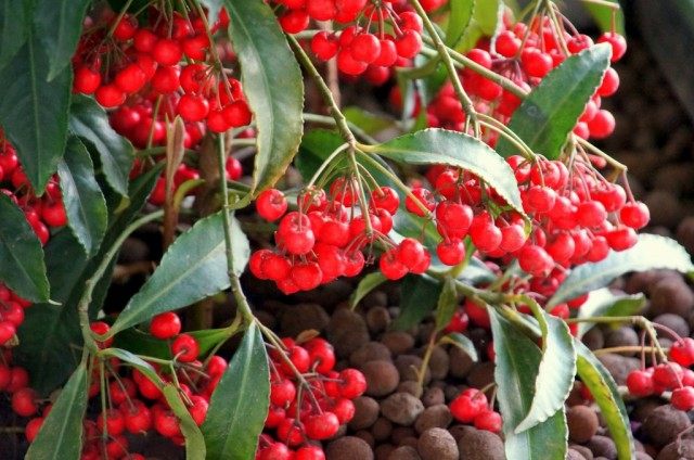 Ардизия, или Ардисия (Ardisia) Ардизия, или Ардисия (Ardisia)