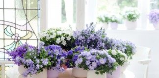 Комнатные колокольчики