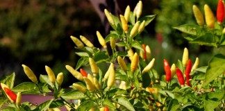 Перец красный острый (перец чили, горький перец)