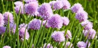 Лук скорода, или шнитт-лук (Allium schoenoprasum)