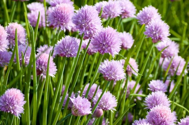 Лук скорода, или шнитт-лук (Allium schoenoprasum) Лук скорода, или шнитт-лук (Allium schoenoprasum)