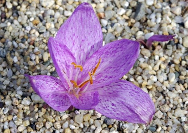 Безвременник пёстрый (Colchicum variegatum) Безвременник пёстрый (Colchicum variegatum)