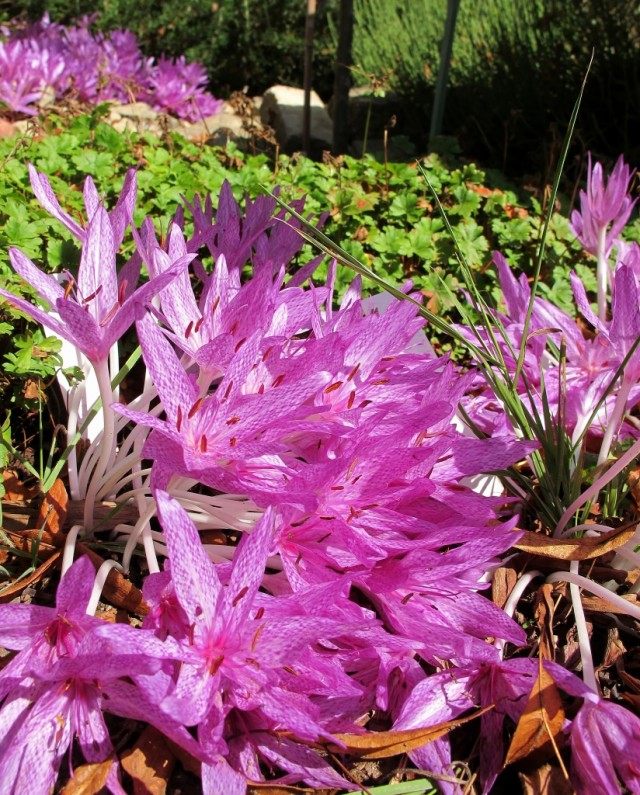 Безвременник пестрый (Агриппы) (Colchicum agrippinum / tessellatum) Безвременник пестрый (Агриппы) (Colchicum agrippinum / tessellatum)