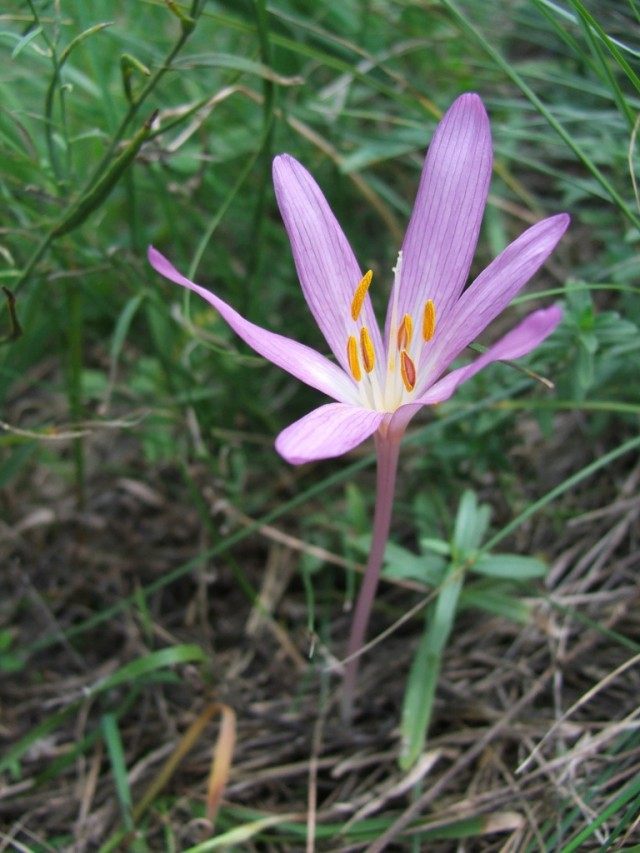 Безвременник песчаный, или Фомина (Colchicum arenarium, syn. C. fominii) Безвременник песчаный, или Фомина (Colchicum arenarium, syn. C. fominii)