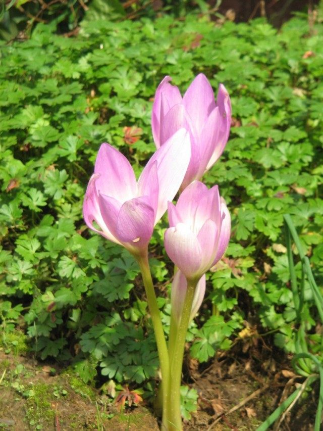 Безвременник Борнмюллера (Colchicum bornmuelleri) Безвременник Борнмюллера (Colchicum bornmuelleri)