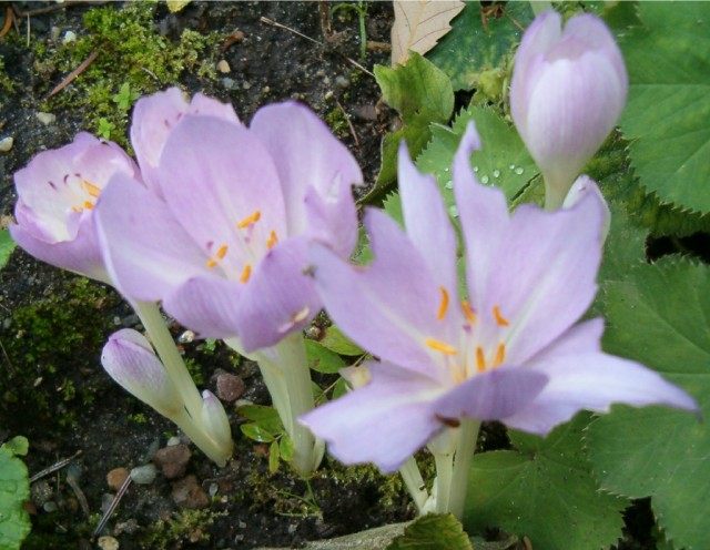 Безвременник византийский (Colchicum byzantinum) Безвременник византийский (Colchicum byzantinum)