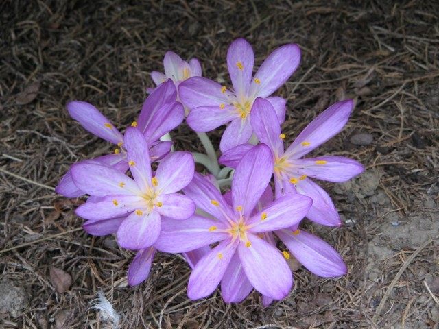 Безвременник киликийский (Colchicum cilicicum) Безвременник киликийский (Colchicum cilicicum)