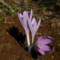Безвременник иерусалимский (Colchicum hierosolymitanum) Безвременник иерусалимский (Colchicum hierosolymitanum)