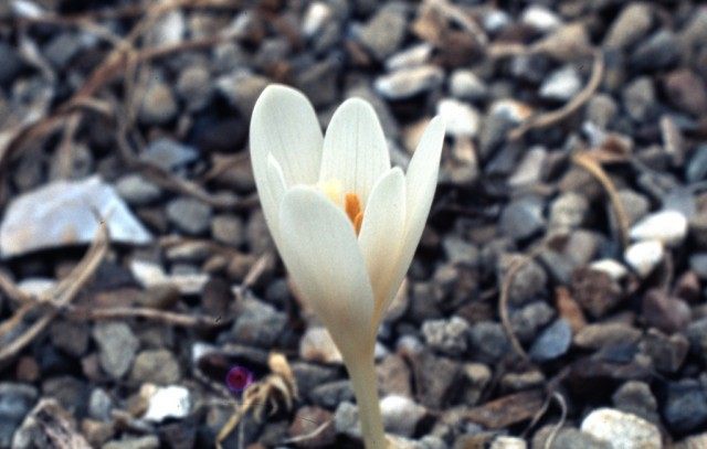 Безвременник Кочи (Colchicum kotschy) Безвременник Кочи (Colchicum kotschy)