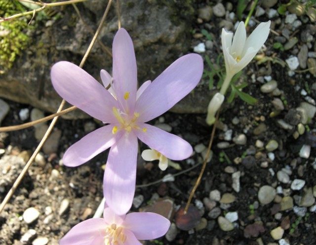 Безвременник весёлый, или Безвременник яркий (Colchicum laetum)