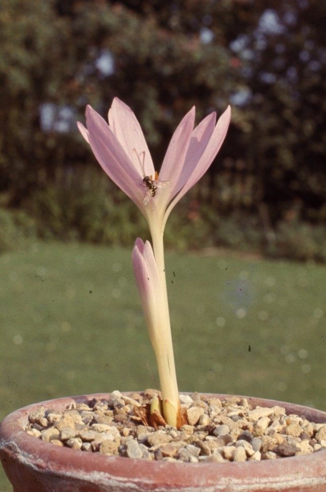 Безвременник Сибторпа (Colchicum sibthorpii) Безвременник Сибторпа (Colchicum sibthorpii)