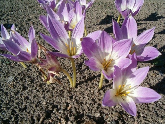 Безвременник великолепный (Colchicum speciosum) Безвременник великолепный (Colchicum speciosum)