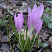 Безвременник Стевена (Colchicum stevenii) Безвременник Стевена (Colchicum stevenii)