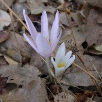 Безвременник Труди (Colchicum troodi) Безвременник Труди (Colchicum troodi)