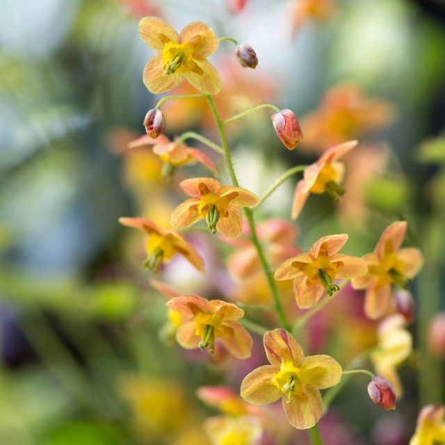 Горянка, или Эпимедиум варлийский 'Orangekönigin' (Epimedium x warleyense). © Herbert Frei Горянка, или Эпимедиум варлийский 'Orangekönigin' (Epimedium x warleyense)