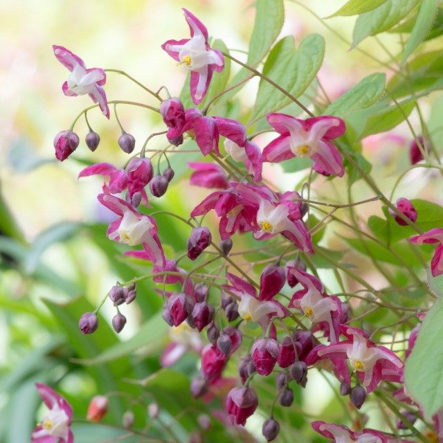 Горянка, или Эпимедиум красный (Epimedium x rubrum) Горянка, или Эпимедиум красный (Epimedium x rubrum)