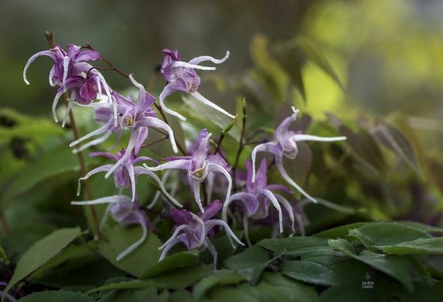 Горянка, или Эпимедиум крупноцветковый 'Queen Esta' (Epimedium grandiflorum) Горянка, или Эпимедиум крупноцветковый 'Queen Esta' (Epimedium grandiflorum)