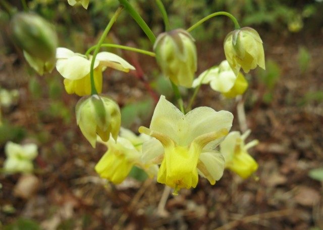 Горянка перистолистная, или Эпимедиум перистый (Epimedium pinnatum) Горянка перистолистная, или Эпимедиум перистый (Epimedium pinnatum)