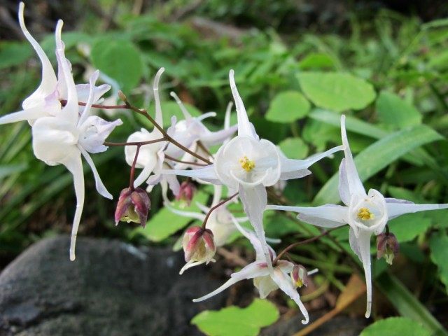 Горянка, или Эпимедиум Юнга 'Niveum' (Epimedium x youngianum) Горянка, или Эпимедиум Юнга 'Niveum' (Epimedium x youngianum)