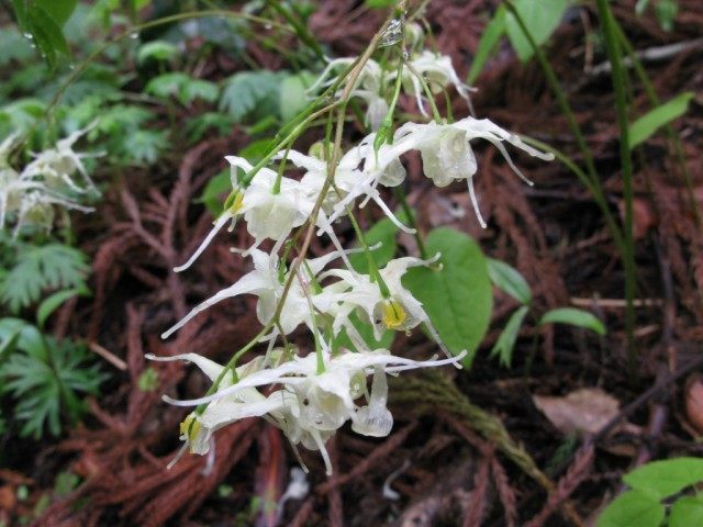 Горянка, или Эпимедиум корейский (Epimedium koreanum) Горянка, или Эпимедиум корейский (Epimedium koreanum)