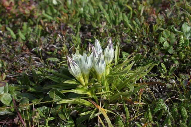 Горечавка холодная (Gentiana algida) Горечавка холодная (Gentiana algida)