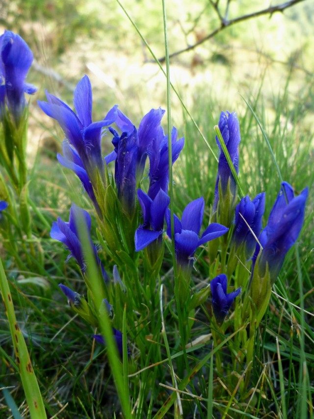 Горечавка реснитчатая (Gentiana ciliata) Горечавка реснитчатая (Gentiana ciliata)