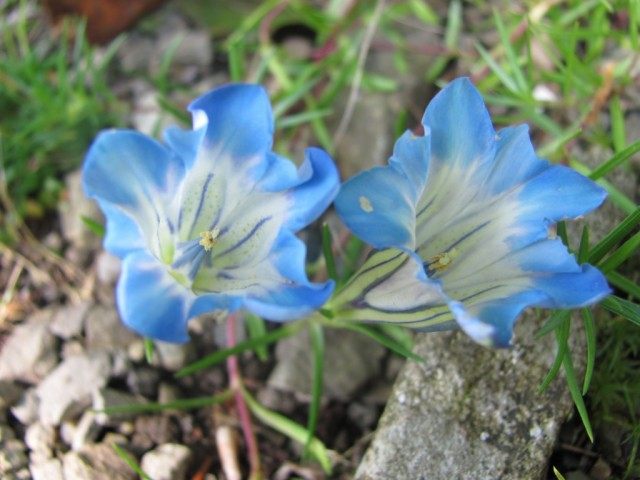 Горечавка Фаррера (Gentiana farreri) Горечавка Фаррера (Gentiana farreri)