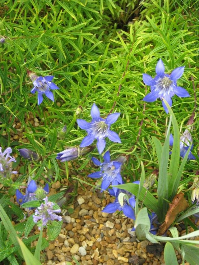 Горечавка особенная, или удивительная (Gentiana paradoxa) Горечавка особенная, или удивительная (Gentiana paradoxa)