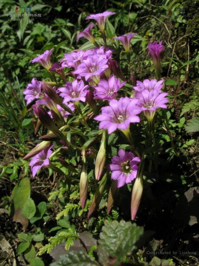 Горечавка твердеющая (Gentiana rigescens) Горечавка твердеющая (Gentiana rigescens)