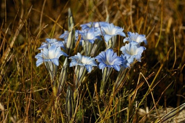 Горечавка китайская украшенная (Gentiana sino-ornata) Горечавка китайская украшенная (Gentiana sino-ornata)