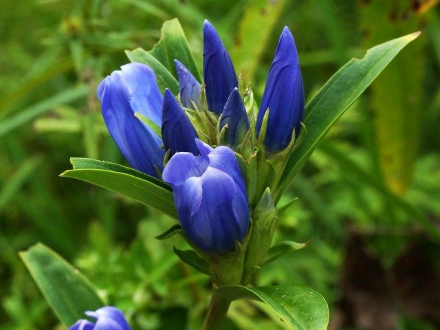 Горечавка трёхцветковая (Gentiana triflora) Горечавка трёхцветковая (Gentiana triflora)