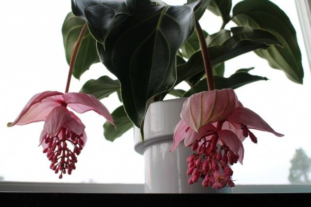Мединилла великолепная (Medinilla magnifica) Мединилла великолепная (Medinilla magnifica)
