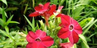 Табак крылатый, или душистый, декоративны (Nicotiana alata)