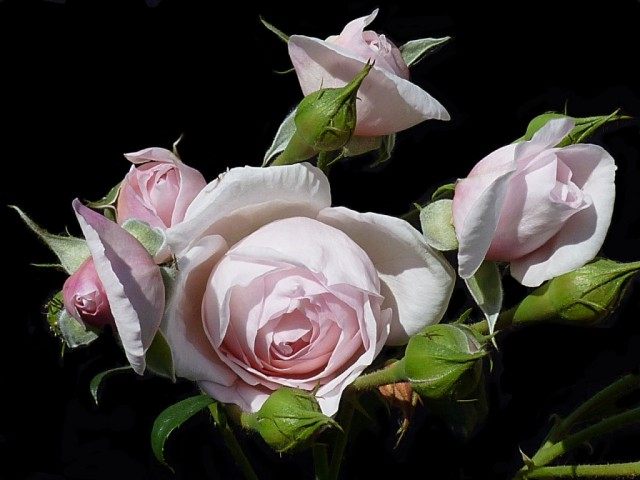 Роза «Наследие» (Rosa ‘Heritage’) Роза «Наследие» (Rosa ‘Heritage’)