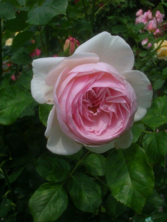 Роза «Наследие» (Rosa ‘Heritage’) Роза «Наследие» (Rosa ‘Heritage’)
