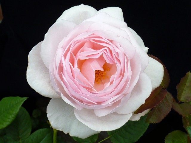 Роза «Наследие» (Rosa ‘Heritage’) Роза «Наследие» (Rosa ‘Heritage’)