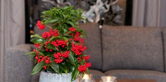 Ардизия, или Ардисия (Ardisia)