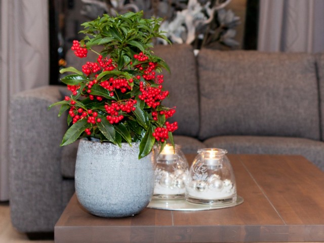 Ардизия, или Ардисия (Ardisia) Ардизия, или Ардисия (Ardisia)