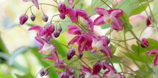 Горянка, или Эпимедиум красный (Epimedium x rubrum)