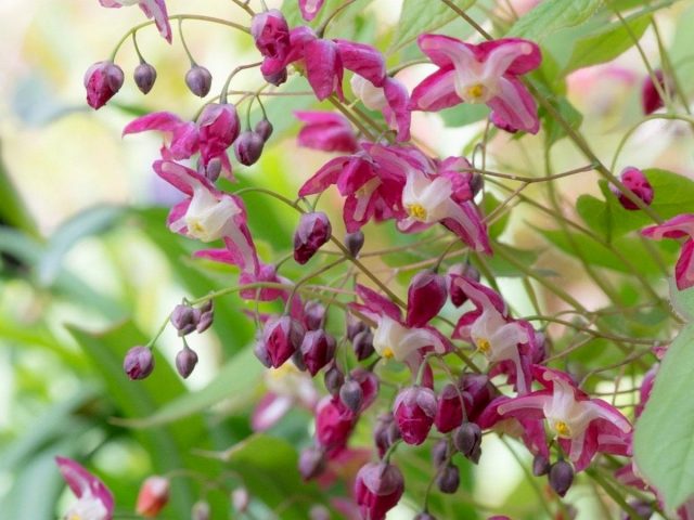 Горянка, или Эпимедиум красный (Epimedium x rubrum) Горянка, или Эпимедиум красный (Epimedium x rubrum)