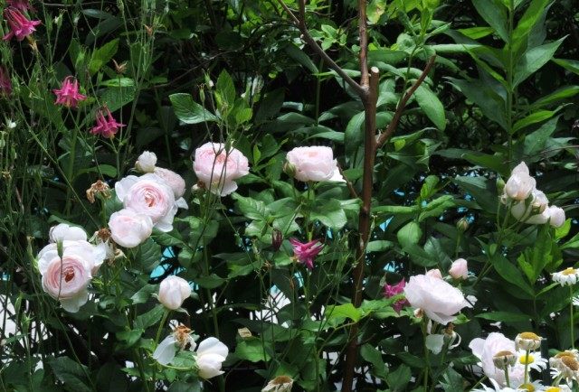 Роза «Наследие» ​(Rosa ‘Heritage’)