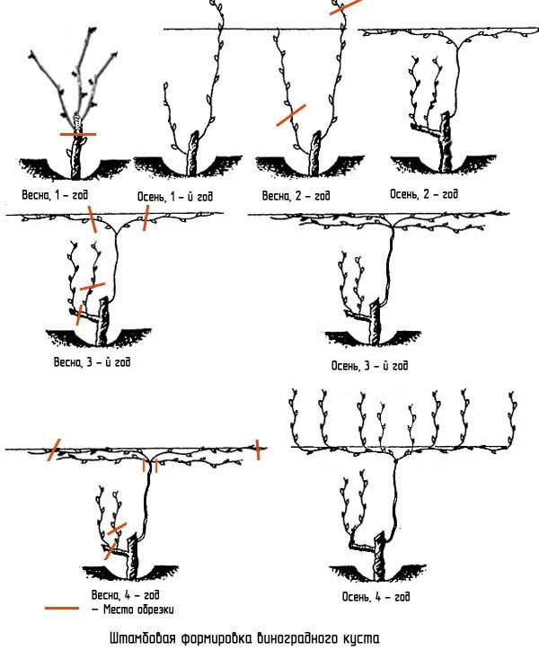 Схема Штамбовового формирования виноградного куста