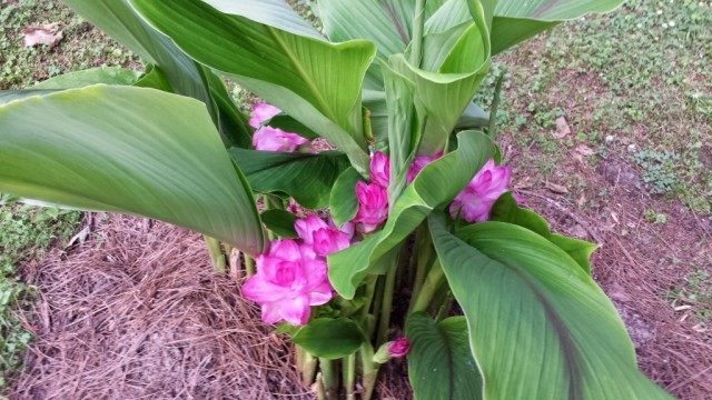 Куркума частухолистная (Curcuma alismatifolia) Куркума частухолистная (Curcuma alismatifolia)