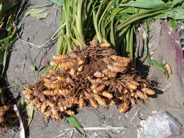 Клубни Куркумыа цедоария, или цитварной, так же Зедоария Клубни Куркумыа цедоария, или цитварной, так же Зедоария
