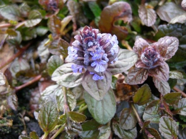 Живучка ползучая 'Atropurpurea' Живучка ползучая 'Atropurpurea'