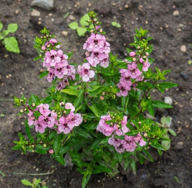 Ангелония (Angelonia) Ангелония (Angelonia)